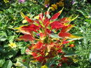 Amaranthus Tricolor